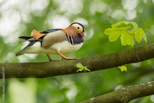 Bild auf Leinwand Mandarin duck on a tree