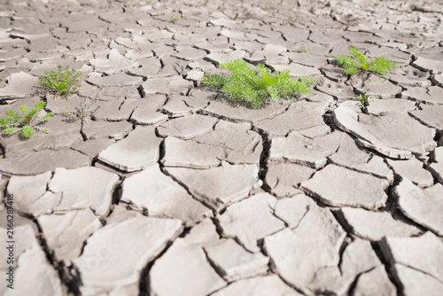 little plant in dry cracked mud