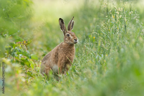European hare sitting in a meadow