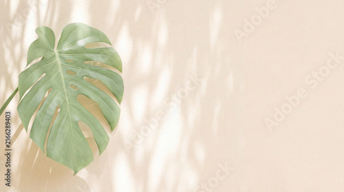 Monstera Palm Leaf on Warm Cream Background, Minimalist Tropical Botanical Photography with Copy Space