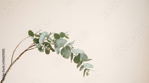 Eucalyptus Branch with Water Droplets on Pastel Cream Background, Botanical Studio Photography with Copy Space