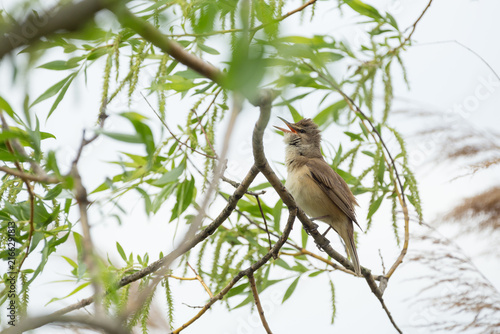 great reed warbler on a branch