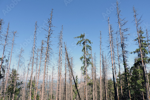 Dead and dry spruce trees in Dolina Kasprowa valley