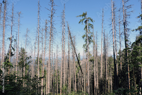 Dead and dry spruce trees in Dolina Kasprowa valley