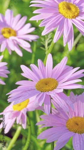 Close-up of pink daisy-like blooms with bright yellow centers in sunlit garden setting, showing three sharp flowers in foreground with soft background blur and gentle