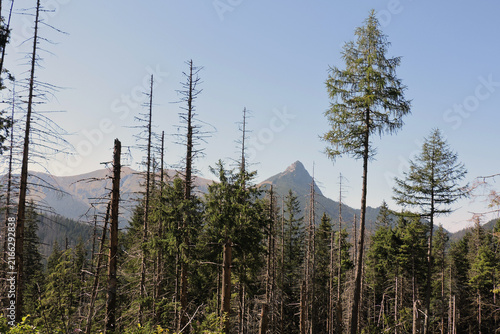 Фотография Spruce forest with dead trees in front of Giewont mountain peak in September, Ta