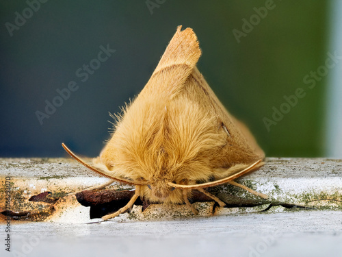 Fotografía Bombyx du chêne (Lasiocampa quercus) au repos