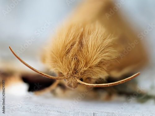 Cuadro en lienzo Bombyx du chêne (Lasiocampa quercus) au repos