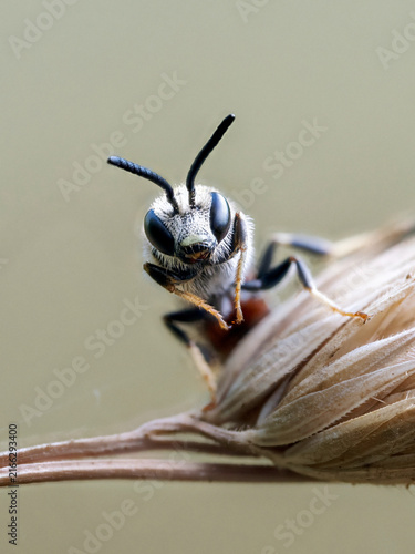 Portrait macro d’un halicte commun (Lasioglossum calceatum)