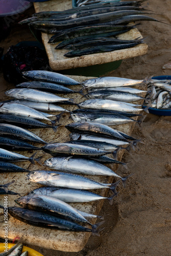 fish, display, kedonganan, beach, market, stall, fresh, catch, fishes, traditional, needlefish, Strongylura species, asia, asian, indonesia, indonesian, bali, Hemiramphus, various, many, marketplace, 