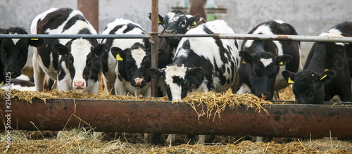 Cows eat feed at a farm during the day in a rural area with hay in the background