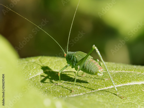 Obraz na plátně Phanéroptère méridional (Phaneroptera nana) sur une feuille