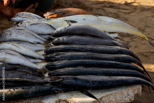 fresh catch of marine fish laid out on a surface, featuring darker pelagic fish like skipjack tuna or small tunas stacked alongside lighter-colored fish/ 