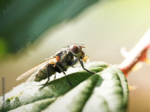 Mouche pollénie (Pollenia sp.) pratiquant le bubbling sur une feuille