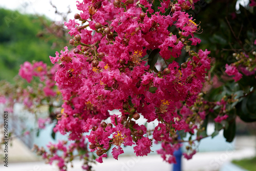 Foto The pink of crape myrtle blossoms blooming by the coast