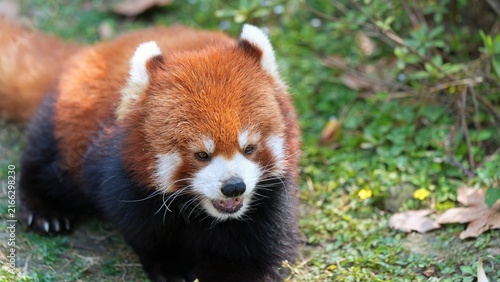 portrait of happy red panda in the zoo