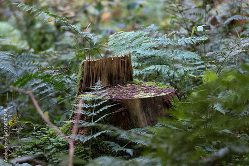 Fotografie Ein moosbewachsener Baumstumpf steht inmitten von sattgrünem Farn in einem dichten, mystischen Wald