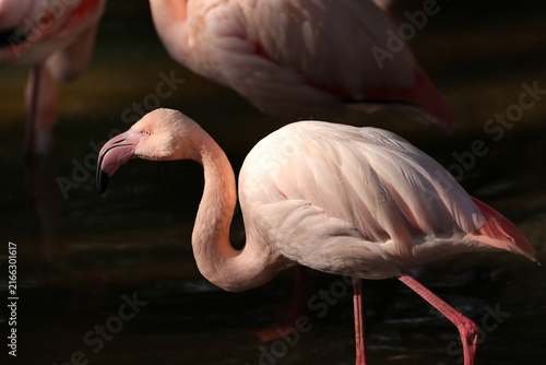 Ein wunderschöner, rosafarbener Flamingo steht im seichten Wasser und sucht nach Nahrung. Sein eleganter langer Hals ist leicht gebogen, während er aufmerksam auf die Wasseroberfläche blickt.
