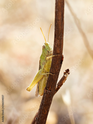 Obraz na plátne Criquet marginé (Chorthippus albomarginatus) sur une tige sèche en Bourgogne