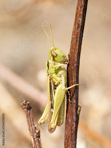 Obraz na plátne Criquet marginé (Chorthippus albomarginatus) sur une tige sèche en Bourgogne