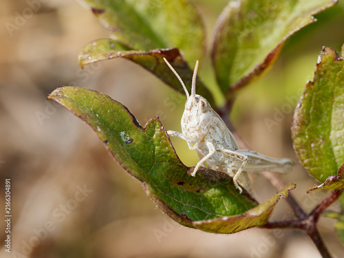 Canvastavla Criquet du groupe Chorthippus biguttulus dans une végétation sèche en Bourgogne