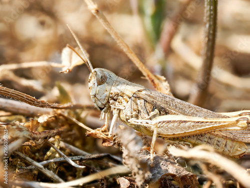Foto Criquet du groupe Chorthippus biguttulus dans une végétation sèche en Bourgogne