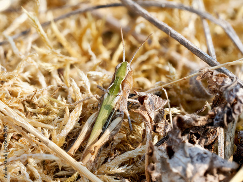 Foto Criquet du groupe Chorthippus biguttulus dans une végétation sèche en Bourgogne