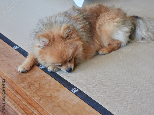 ペット同行可の和風ホテルの客室で遊んでいる可愛いポメラニアンの子犬の姿