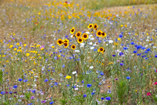An English country meadow full of vibrant flowers on a summers day. Wilding and natural beauty. Summer seasons image. Nature and countryside.