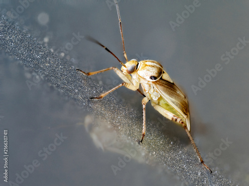 Fotografía Punaise Lygus pratensis en macrophotographie