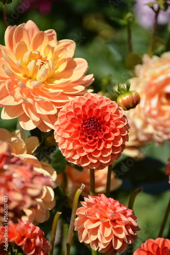 Fotografie Close-up of yellow-red-orange tubular dahlias in the garden