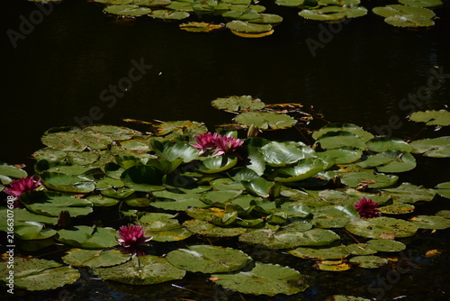 Fotografía Pink water lilies grow in the park pond in summer