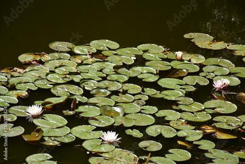Foto White water lilies with leaves grow in the pond in summer