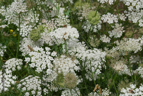 Abundant White Wild Carrot, Daucus carota Umbel Flowers with Green Foliage in a Lush Outdoor Environment, Close-Up View of Blooms