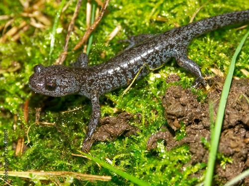 Fotografía Closeup on a spotted juvenile endemic Japanese Hynobius lichenatus salamander po