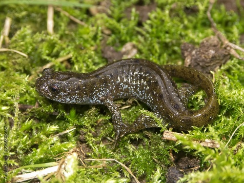 Canvastavla Closeup on an endemic Endangered juvenile Japanese Oita Salamander , Hynobius du