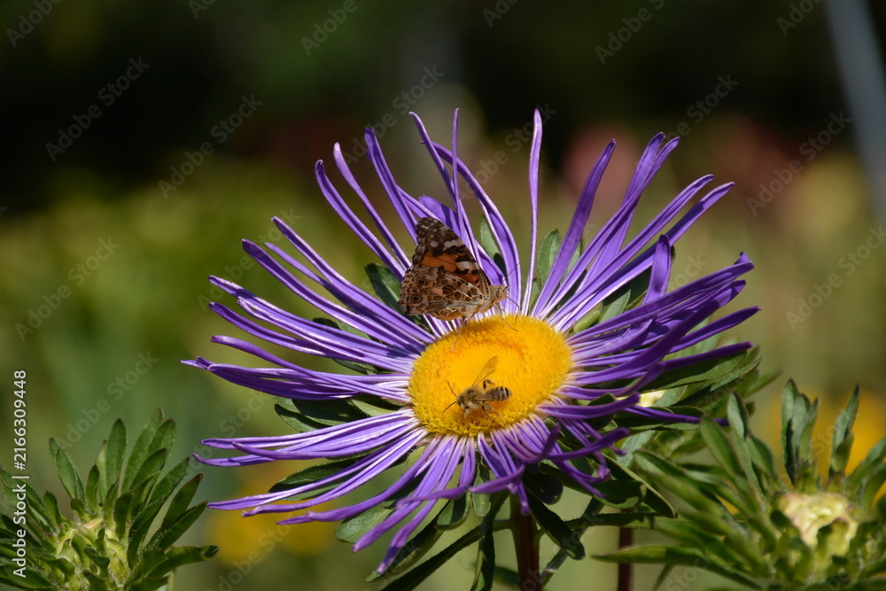 Fototapeta premium A beautiful orange vanessa cardui butterfly is perched on a purple aster flower in the garden
