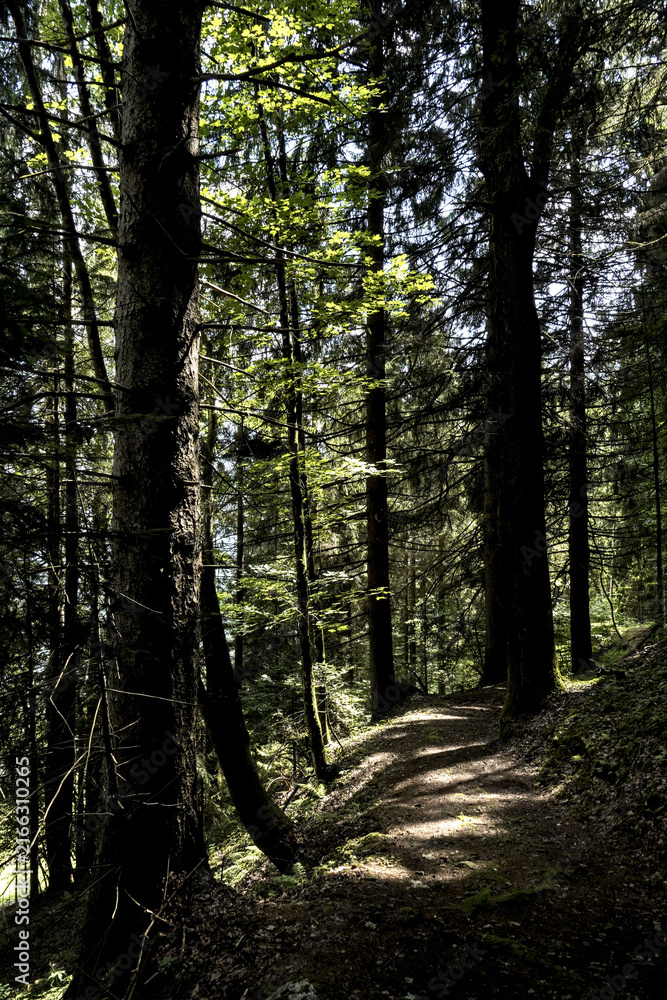 Obraz premium Bosco e vegetazione tipica alpina delle Dolomiti Bellunesi. Belluno,Veneto,Italia