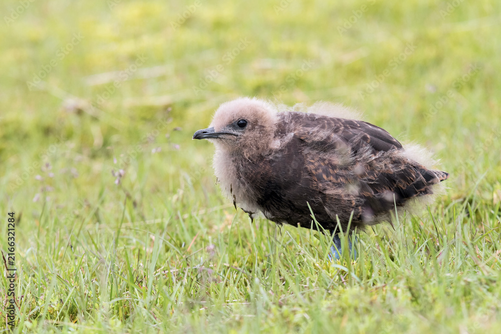 Fototapeta premium Juvenile Skua in Iceland