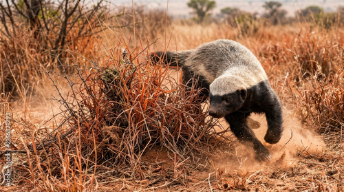 Honey Badger's Dusty Sprint: A tenacious honey badger, known for its fearless nature, dashes through dry brush and kicks up dust in its arid habitat, showcasing its powerful agility and determination.