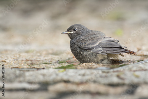 Juvenile black restart