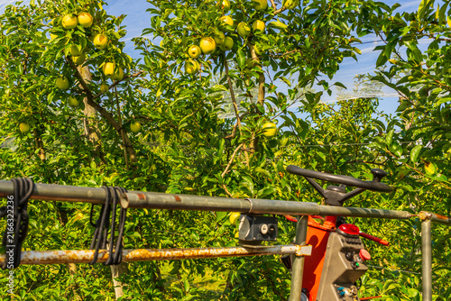 Harvesting of ripe fresh apples on a plantation. A machine is in use to pick fruits.
