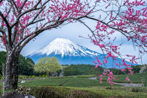 Beautiful view of Mt. Fuji with blooming pink cherry blossoms (Sakura) in shizuoka, Japan and spring blue sky background