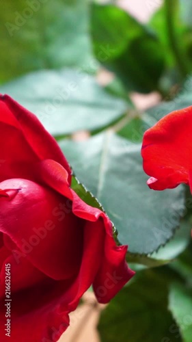 Close up of red rose flowers. Dolly shot. Vertical video