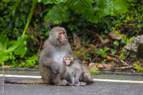 Photography Formosan macaque sitting on road in Taiwan