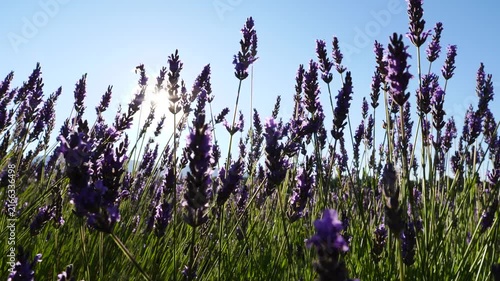 Dolly shot of lavender flowers on field. Provence in France.