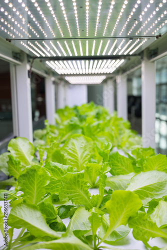 Fresh green lettuce growing in indoor hydroponic vertical farm