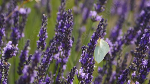 Field with blooming lavender and butterfly on flower. Provence in France.
