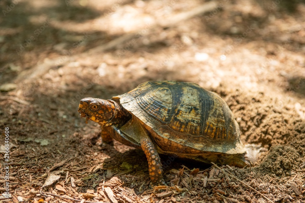 Obraz premium Turtle