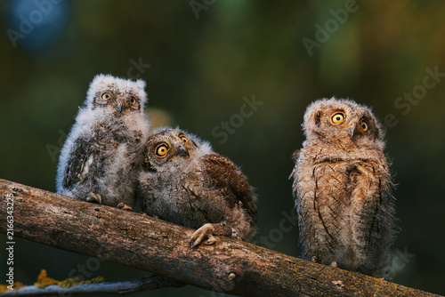 Portrait of three fluffy nestling Eurasian scops owls Otus scops perched on a tree branch in a forest. Close-up of a young wild owl chick in Wildlife habitat, featuring soft feathers, expressive eyes.